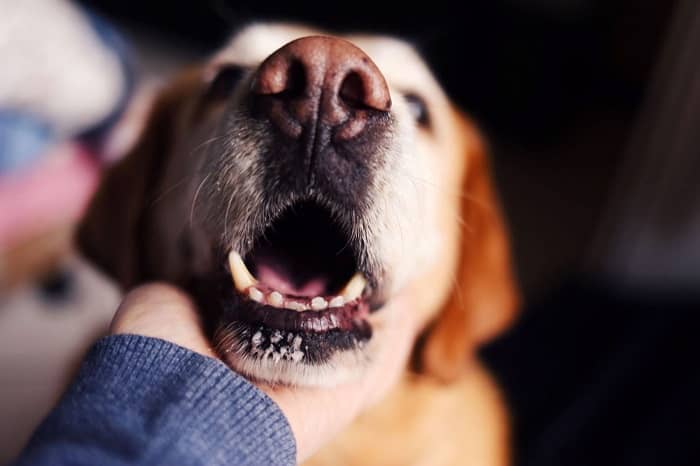 درمان-بوی-بد-دهان-سگ.jpg