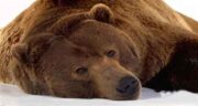 تعبیر خواب دیدن حمله خرس قهوه ای به انسان چیست