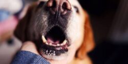 علت بوی بد دهان سگ چیست؟